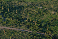 Pachycereus pringlei