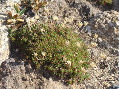 Cherleria