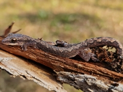 Amalosia rhombifer