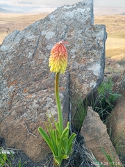 Kniphofia