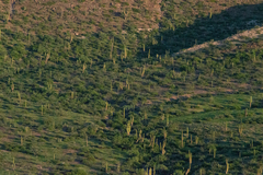 Pachycereus pringlei