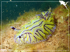 Halgerda willeyi