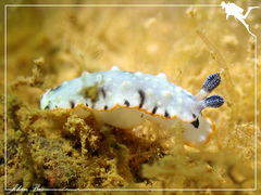Dermatobranchus ornatus