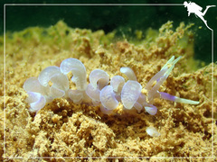 Phyllodesmium magnum