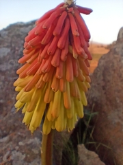 Kniphofia