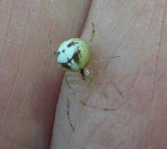 Theridion varians