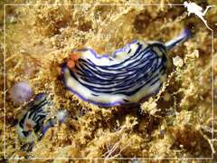 Hypselodoris maritima