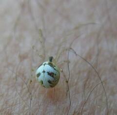 Theridion varians