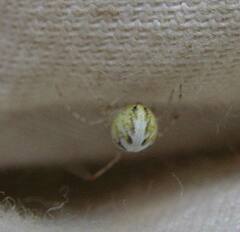 Theridion varians