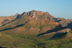 Pachycereus pringlei