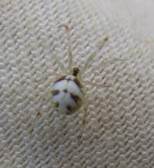Theridion varians