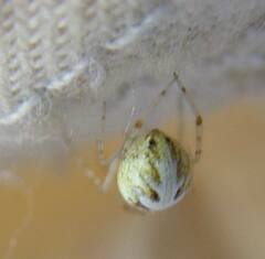 Theridion varians