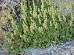 Heuchera