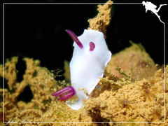 Hypselodoris lacteola