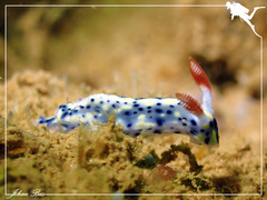 Hypselodoris infucata