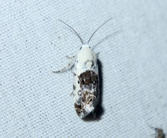 Ponometia phecolisca
