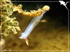 Hypselodoris bullockii