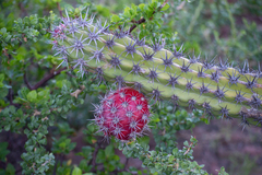 Stenocereus gummosus