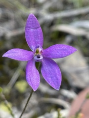 Glossodia minor