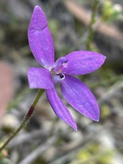Glossodia minor