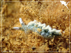 Thuridilla carlsoni