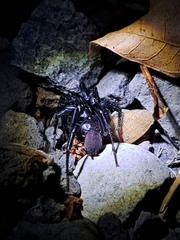 Antrodiaetus pacificus