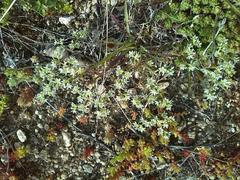 Scleranthus perennis