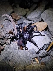 Antrodiaetus pacificus