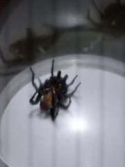 Antrodiaetus pacificus