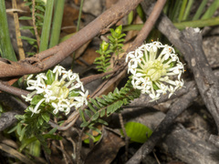 Pimelea humilis