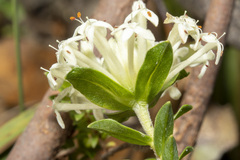 Pimelea humilis