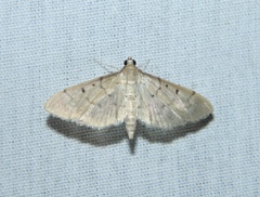 Herpetogramma bipunctalis