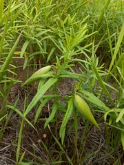 Vincetoxicum sibiricum