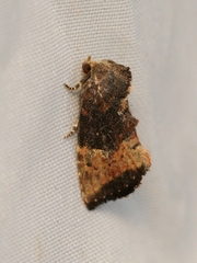 Elusa antennata