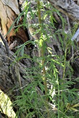Artemisia biennis