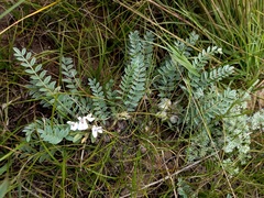 Astragalus testiculatus
