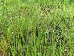Eleocharis acuta