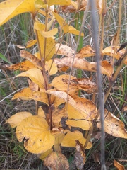 Clematis integrifolia