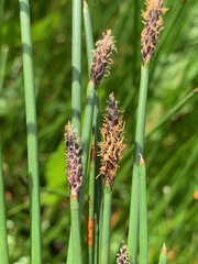Eleocharis acuta