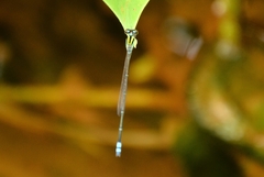 Pseudagrion indicum