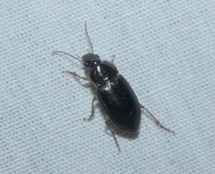 Notiobia terminata