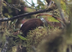 Thripadectes ignobilis