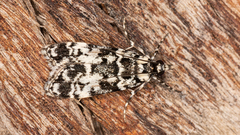 Scoparia exhibitalis