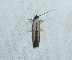 Elasmopalpus lignosella