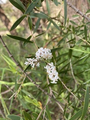 Leucopogon australis