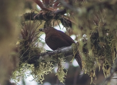 Thripadectes ignobilis