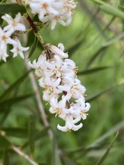 Leucopogon australis