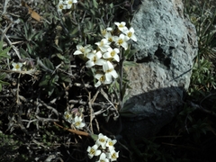 Draba gilliesii