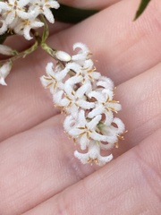 Leucopogon australis