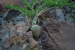 Mammillaria petrophila arida
